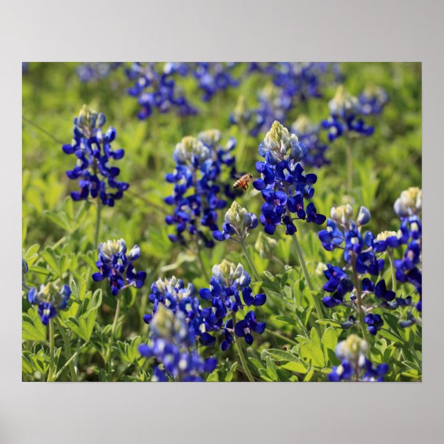 Poster do Texas Bluebonnets (Frente)
