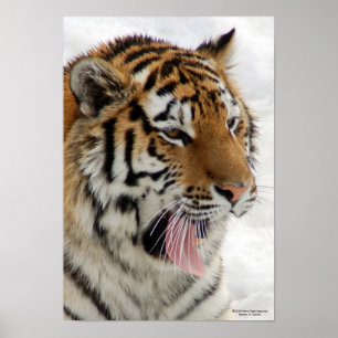 Poster do tigre