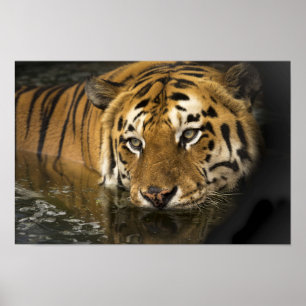 poster do tigre
