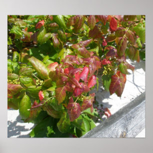 Poster do toxidendro