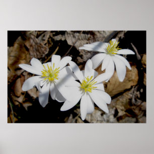 Poster do trio do Bloodroot