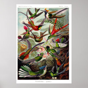 Poster do Trochilidae (colibri)