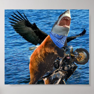 poster do tubarão do urso