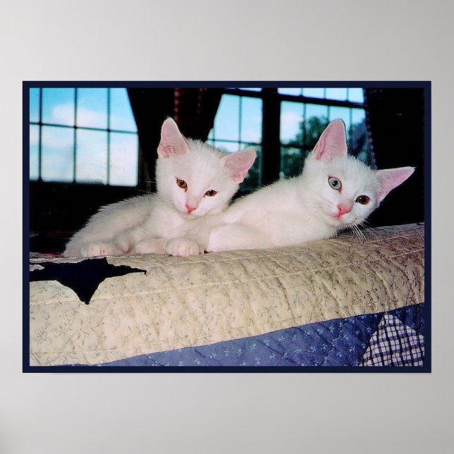 Poster do Turco Angora Kittens (Frente)