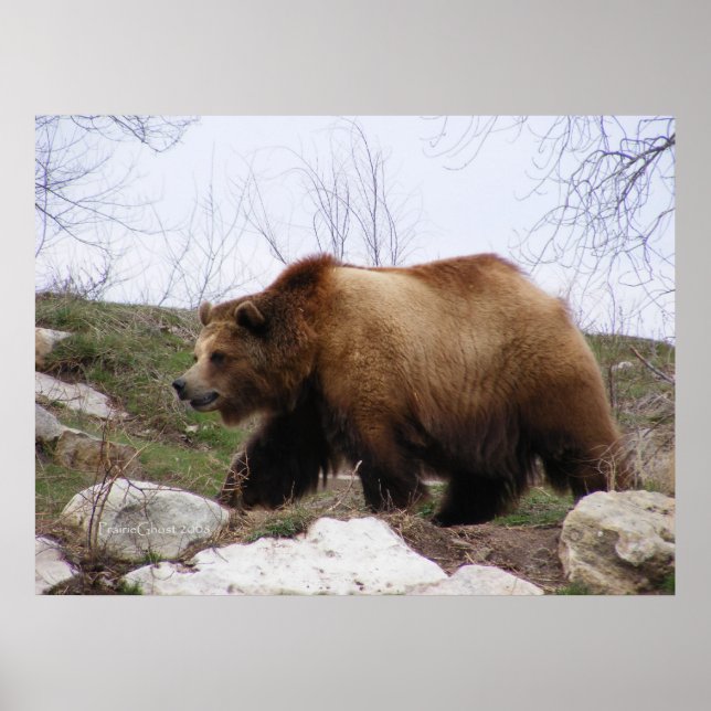 Poster do Urso Grizzly (Frente)