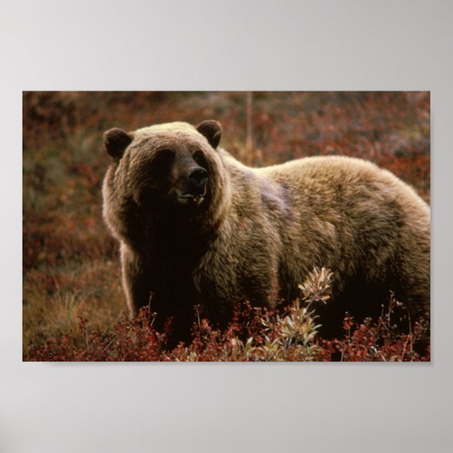 Poster do Urso Grizzly (Frente)