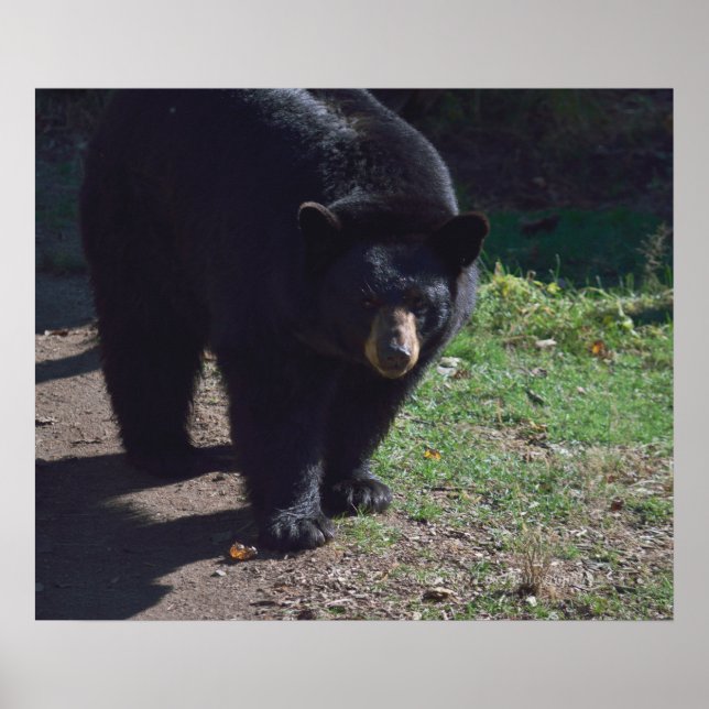 Poster do Urso Negro (Frente)