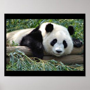 Poster do urso Panda