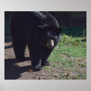 Poster do urso preto