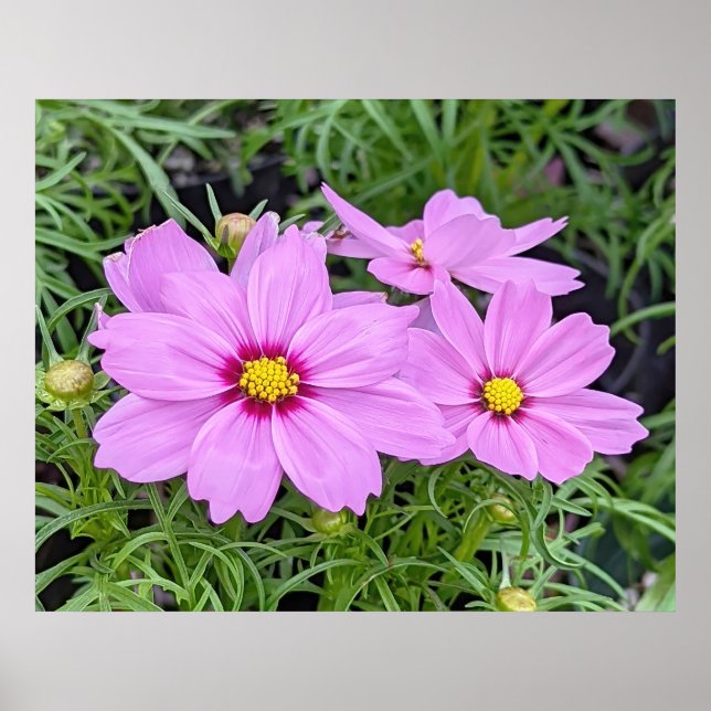 Poster do ventilador do Cosmos Rosa (Frente)