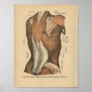 Póster Do vintage 1888 do alemão da anatomia do impress
