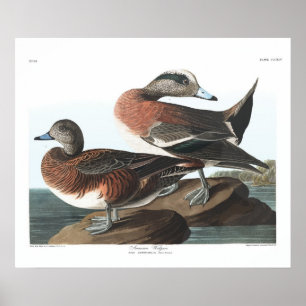 Poster do Vintage American Widgeon Audubon
