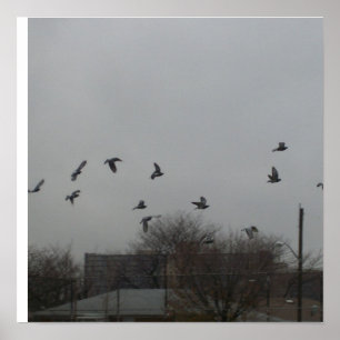 Poster do vôo do pássaro