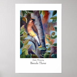 Poster do Waxwing de cedro