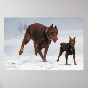 Póster Doberman e Min Pin - OLHA! Um Mini Eu!