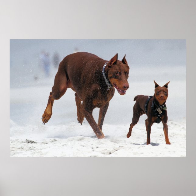 Póster Doberman e Min Pin - OLHA! Um Mini Eu! (Frente)