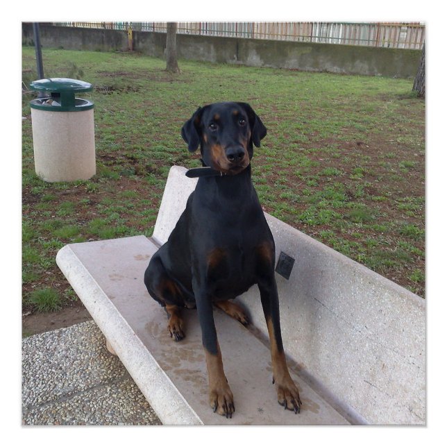 Póster doberman pincher sentado (Frente)