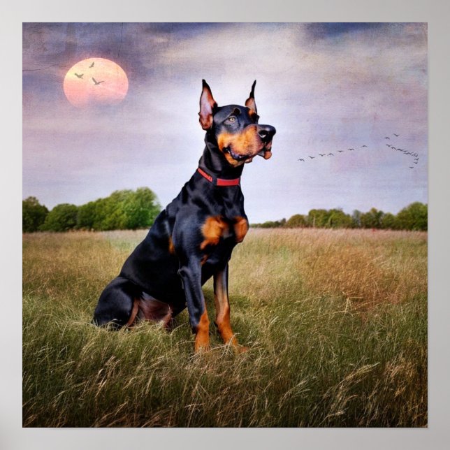 Poster Doberman Pinscher (Frente)