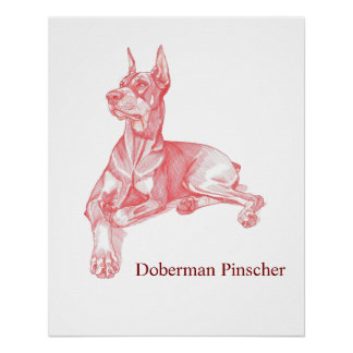 Póster Doberman Pinscher Pencil Drawing Portrait Poster