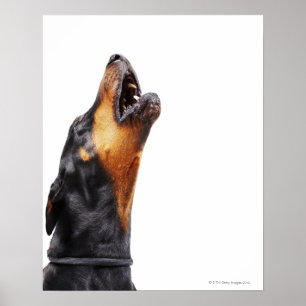 Póster Doberman que urra
