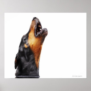 Póster Doberman que urra, fim-acima