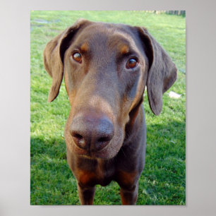 Póster Doberman vermelho