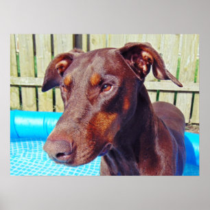 Póster Doberman vermelho bonito