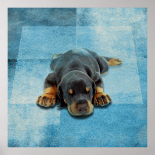 Poster Dobermann Puppy - Doberman Pinscher