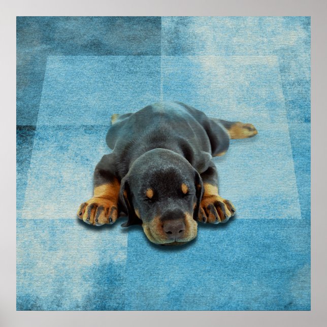 Poster Dobermann Puppy - Doberman Pinscher (Frente)