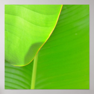 Póster Dobras da banana