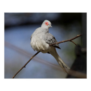 Póster Doce Bela Doente de Diamante