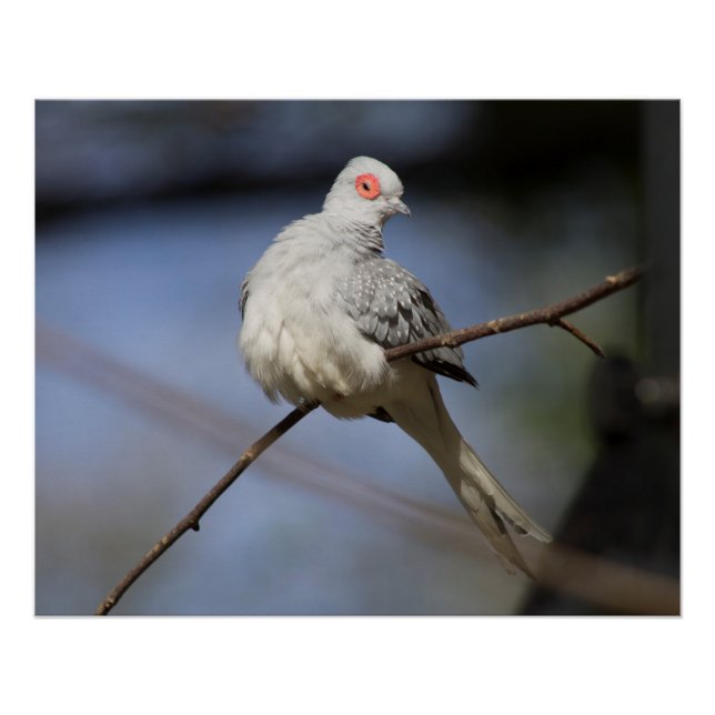 Póster Doce Bela Doente de Diamante (Frente)