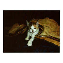 Doce como um gatinho