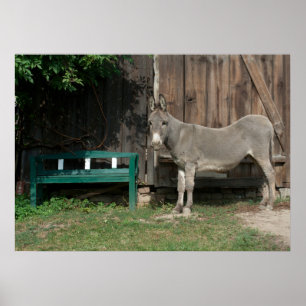 Poster Doce Donkey No Jardim