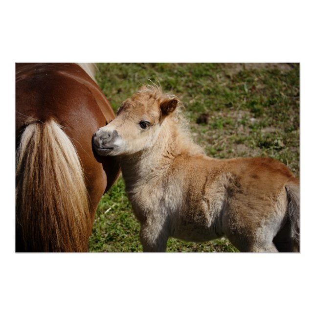 Póster Doce Haflinger Foal (Frente)