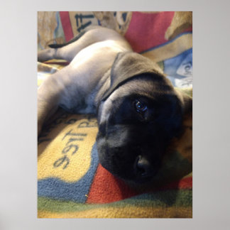 Poster Doce Mastiff Puppy