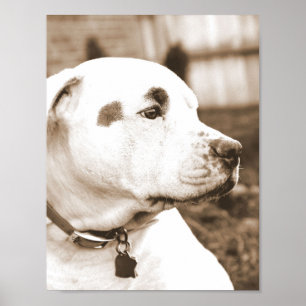 Poster doce sépia branca pit bull ódio ato não se repr