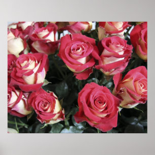 Poster Doçura Rosa na Hacienda Compania