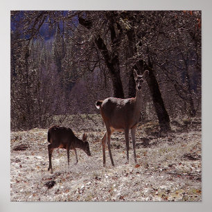 Poster Doe e fawn.....