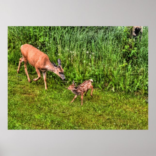 Póster Doe Female Deer and Fawn on Grass Wildlife Photo (Frente)