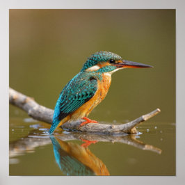 Poster Doente Kingfisher em Branch - Riverbank Wildlife