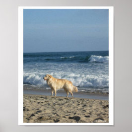 Poster Dog At The Beach