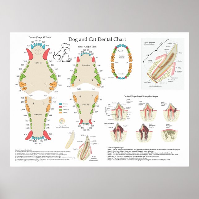 Poster Dog Cat Veterinary Dental Chart (Frente)