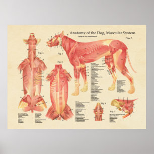 Póster Dog Muscular System Anatomy Chart