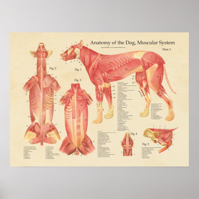 Póster Dog Muscular System Anatomy Chart (Frente)
