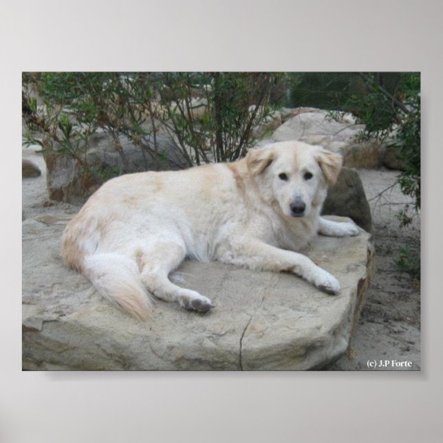 Poster Dog Resting On A Rock (Frente)