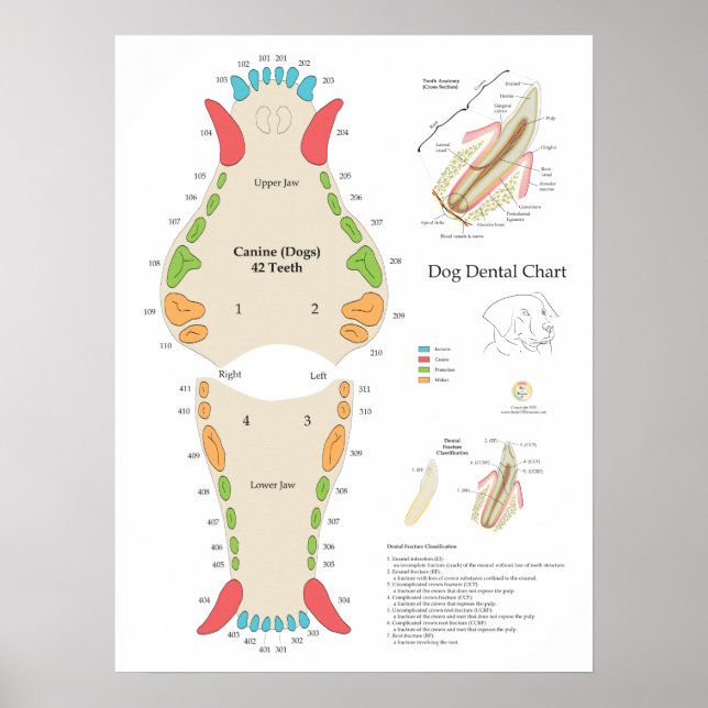 Poster Dog Veterinary Dental Chart (Frente)