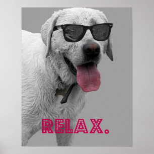 Póster Dog wearing sunglasses, relax