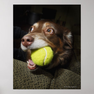 Póster Dog with Tennis Ball