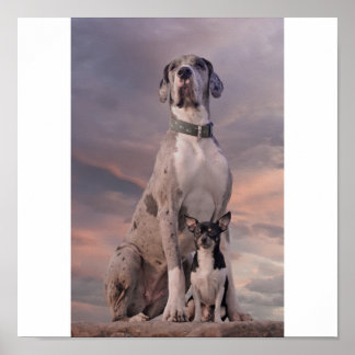 Poster Dogge+Chihuahua